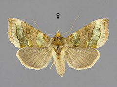 D. chrysitis group