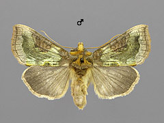 D. chrysitis group