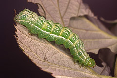 D. chrysitis group