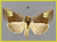D. chryson