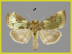 D. nadeja