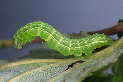 D. zosimi