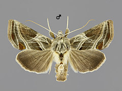 E. modestoides