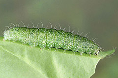 E. modestoides