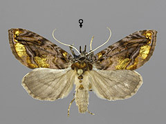 L. c-aureum