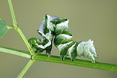 L. c-aureum