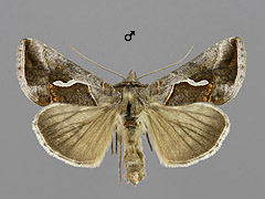 M. confusa
