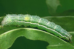 M. confusa