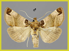 P. cheiranthi