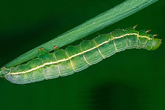 P. festucae