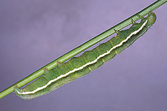 P. putnami