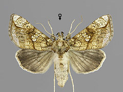 P. moneta