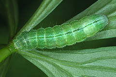 P. moneta