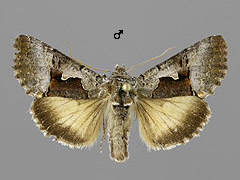 S. diasema