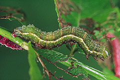 S. diasema
