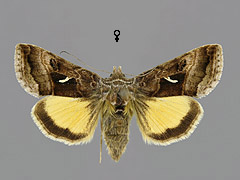 S. hochenwarthi