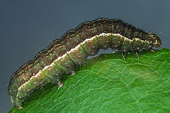S. hochenwarthi