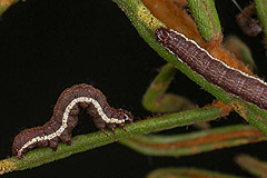 S. microgamma