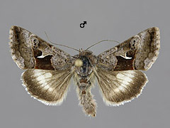 S. parilis