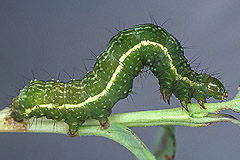 S. parilis