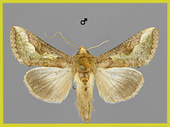 T. orichalcea