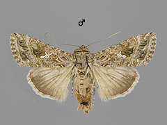 T. ni