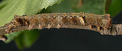 A. oxyacanthae