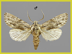 A. sphinx