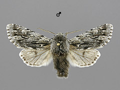 B. nubeculosa