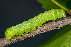 B. nubeculosa