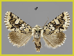 F. sauberi