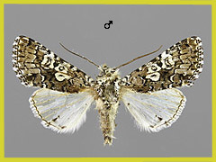 L. culta