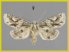 M. bimaculosa