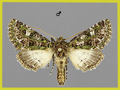 V. jaspidea