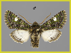 V. oleagina