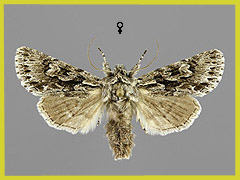 X. areola