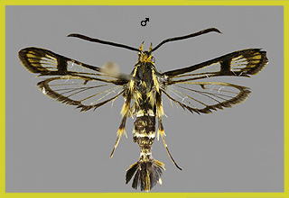 C. empiformis