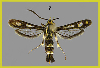 C. tenthrediniformis