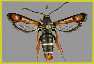 P. chrysidiforme