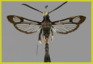 S. myopaeformis