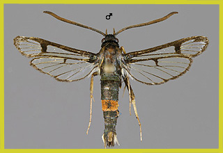 S. stomoxiformis