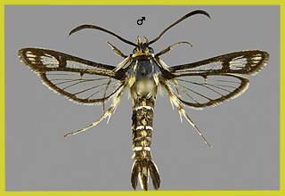 S. triannuliformis
