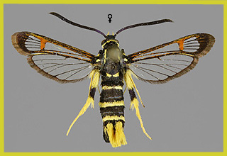 S. vespiformis 