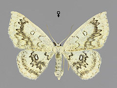 C. annularia