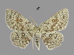 C. pendularia