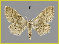 I. descitaria