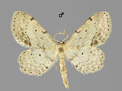 I. dimidiata