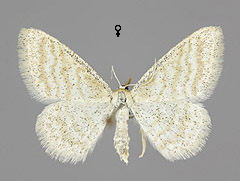 I. pallidata