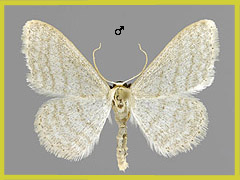 I. subsericeata