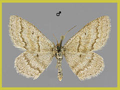 S. cajanderi